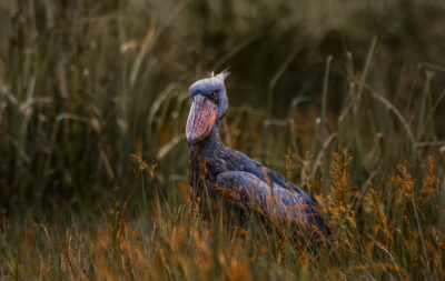 AFRICA, uganda, wildlife, wildlife photography