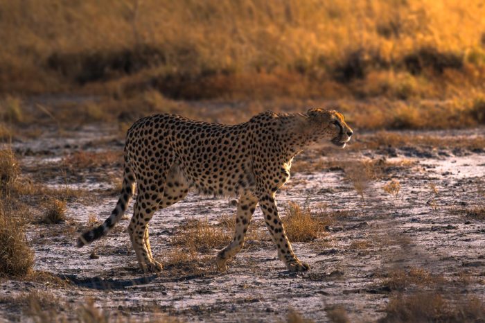 NAMIBIA <br> 10 al 24 de Mayo 2026