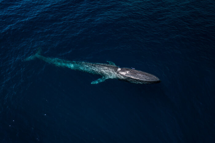 BAJA CALIFORNIA SUR<br> Ocean Safari La Ventana <br>